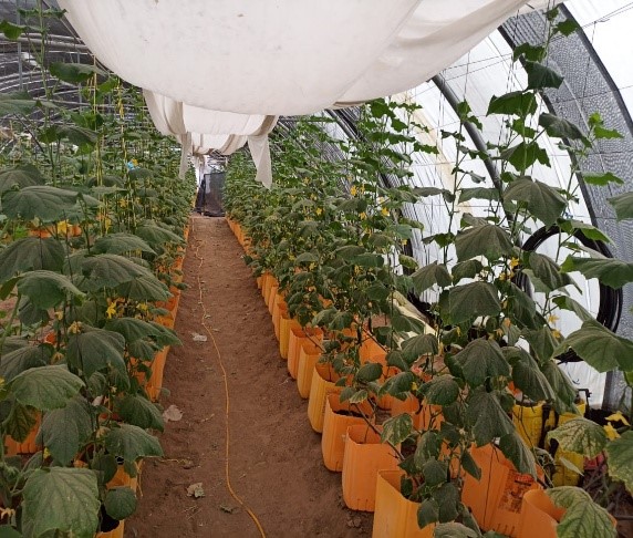Hydroponic cucumbrers Yemmen.jpg